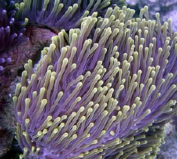 The colors on this anemone were nice and bright. Taken wi... by Blair Hughes 